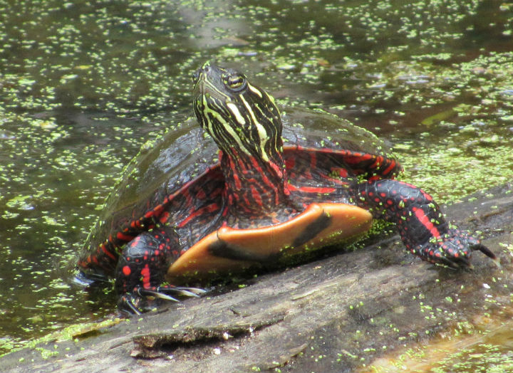 Midland Painted Turtle